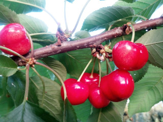 Festa della Primavera "Valle dei Ciliegi"